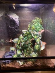 Selling tokay gecko with enclosure