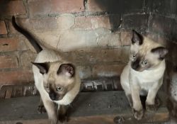 Kittens avaiable as a pair
