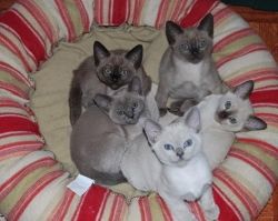 purebred Tonkinese kittens ready for loving family