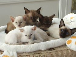 Beautiful,Healthy Tonkinese Kittens for Adoption