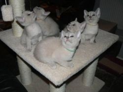 Delightful Tonkinese Kittens for sale