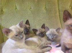 Tonkinese Kittens Available