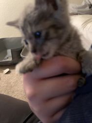 8 week old kitten litter trained for sale