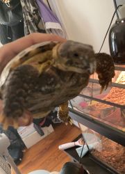 Tortoise for sale