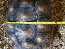 Adult tortoise for sale