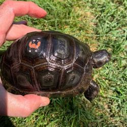 Baby Aldabra Tortoise for lae