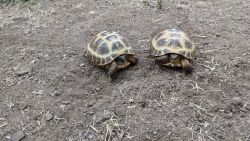 2 Tortoise for sale