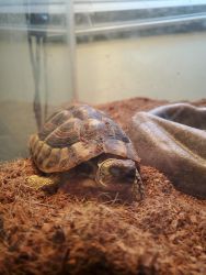 Herman turtle