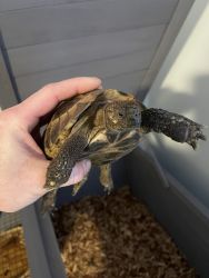 5yr old male Hermanns Tortoise