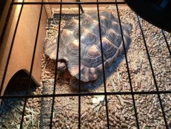 Marginated tortoise For sale