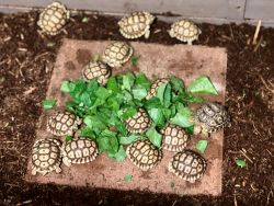 Sulcata Hatchlings!