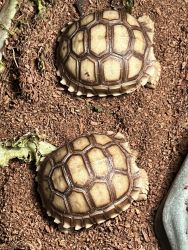 Sulcata Tortoises