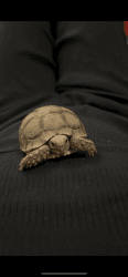 Sulcata tortoise for sell