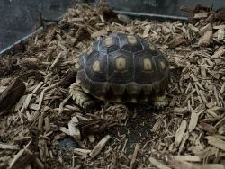 2 year old tortoise for sell