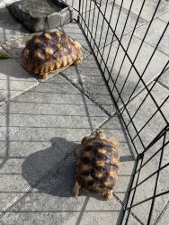 2 Sulcata Tortoises with Habitats