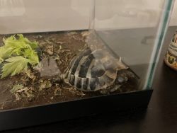 Herman tortoise