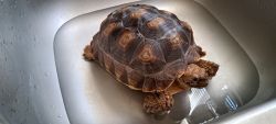 Female Sulcata Tortoise