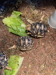 Leopard tortoise babies