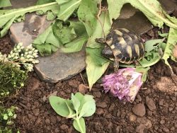 Baby Tortoise for Sale