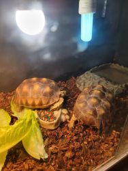 2 female tortoises