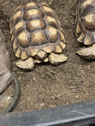Sulcata tortoise for sale