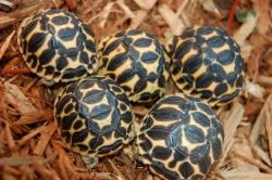 We have captive-bred tortoises
