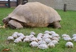 Hermann's Tortoise Hatchlings For Sale