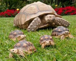 Beautiful species of tortoise for sale