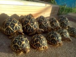 Good quality tortoises for sale