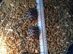Indian Star Tortoise Hatchlings Of 2015