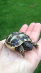 Beautiful Baby Hermann Tortoises