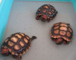 Cherryhead Redfoot Tortoise Hatchlings-home Bred 2