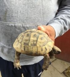 Awesome Encient tortoise for sale.
