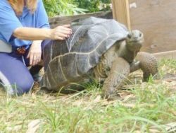 Adult Aldabra tortoise
