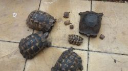 Adorable Tortoises For Sale
