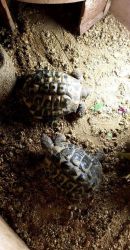 A pair of herman tortoise for sell,