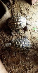 Herman tortoise for sale