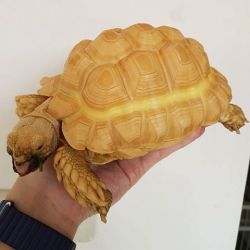 Tortoise For sale