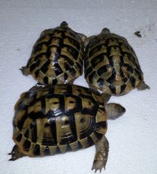 Adult hermann tortoises for sale.