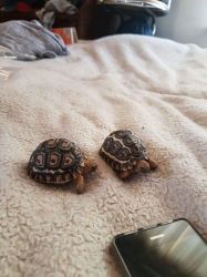 2 Tortoises For Sale