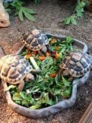 Baby Tortoise 6 To 9 Months Old pure breed