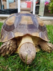 4 year old Sulcata tortoise for rehoming.