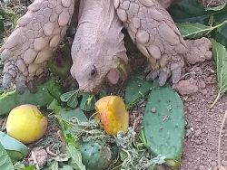 African Tortoises Sulcata Hatchlings