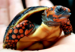 Red footed turtle (Parents and babies) for sale
