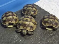 Beautiful Hermann Tortoises*