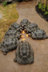 Aldabra/Galapagos Tortoise for Sale
