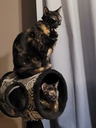 2 Torties for adoption