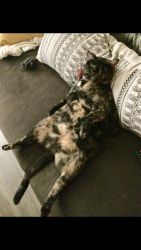 2 Year old Tortoiseshell cat looking for a lovable home