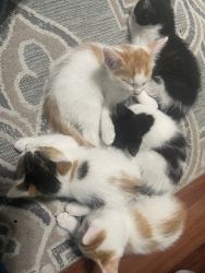 Kitties for sale