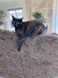 Need to rehome our 8 year old Tortoiseshell cat, Penny